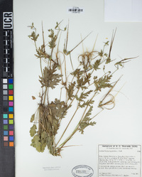 Erodium brachycarpum image