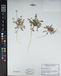 Erodium cicutarium image