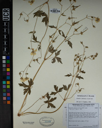 Geranium californicum image