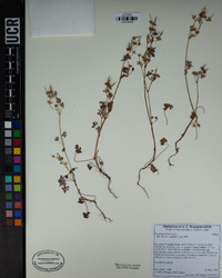 Geranium dissectum image