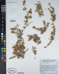 Drosanthemum floribundum image