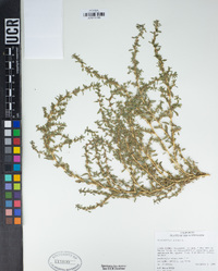 Amaranthus albus image