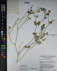 Mirabilis laevis var. villosa image