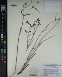 Mirabilis coccinea image