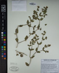 Mirabilis laevis var. villosa image