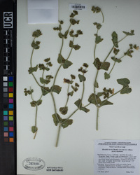 Mirabilis laevis image