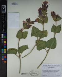 Mirabilis multiflora image