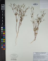 Apiastrum angustifolium image