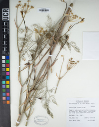 Foeniculum vulgare image