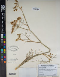 Foeniculum vulgare image