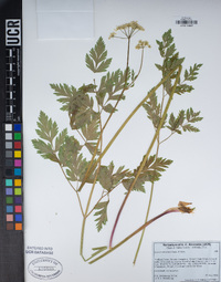 Ligusticum grayi image