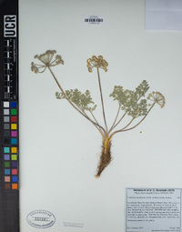 Lomatium mohavense image