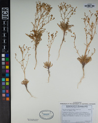 Aliciella hutchinsifolia image