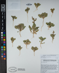 Aliciella latifolia subsp. latifolia image