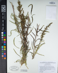 Artemisia dracunculus image