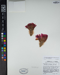 Echinocereus engelmannii image