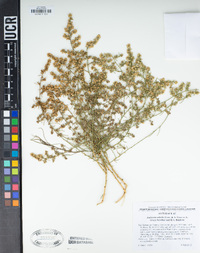 Ambrosia salsola image