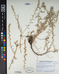 Artemisia ludoviciana subsp. incompta image