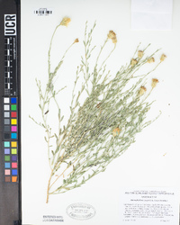 Atriplex semibaccata image