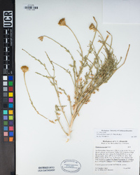 Adenophyllum cooperi image