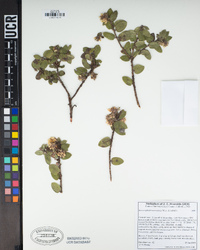 Arctostaphylos morroensis image