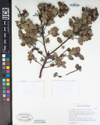 Arctostaphylos morroensis image