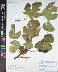 Ficus carica image