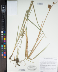 Juncus ensifolius image