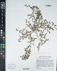 Euphorbia hooveri image