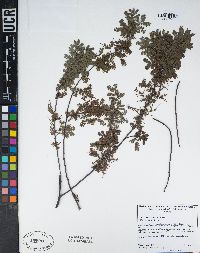 Acacia baileyana image
