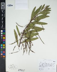 Acacia longifolia image