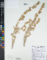 Acmispon argophyllus var. niveus image