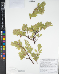 Arctostaphylos nevadensis subsp. nevadensis image