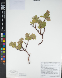 Arctostaphylos nevadensis subsp. nevadensis image