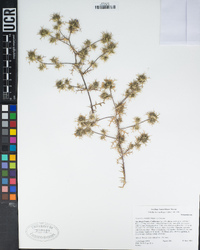 Navarretia hamata subsp. hamata image