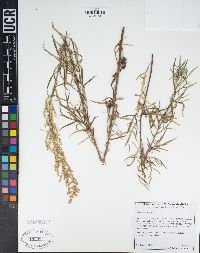 Artemisia palmeri image
