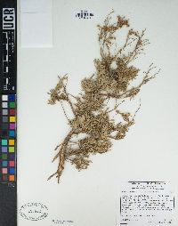 Artemisia tridentata subsp. parishii image