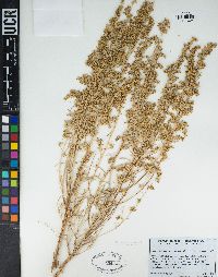 Artemisia tridentata subsp. parishii image