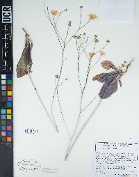 Atrichoseris platyphylla image