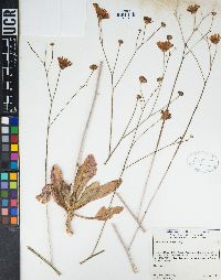 Atrichoseris platyphylla image