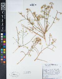 Baccharis brachyphylla image