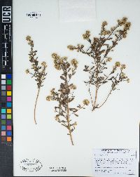 Baccharis pilularis image