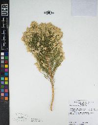 Ericameria paniculata image