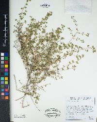 Brickellia desertorum image