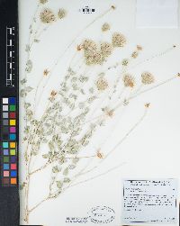 Brickellia incana image