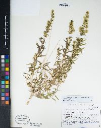 Brickellia longifolia image