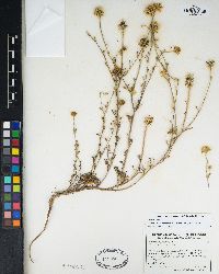 Chaenactis glabriuscula var. orcuttiana image