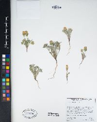 Chaenactis macrantha image