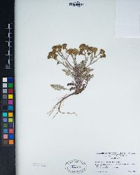 Chaenactis nevadensis image