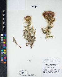 Cirsium arizonicum var. arizonicum image